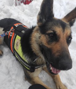 Zimowe szkolenie z wykorzystaniem psów ratowniczych na terenie otwartym INTERREG PL/SK